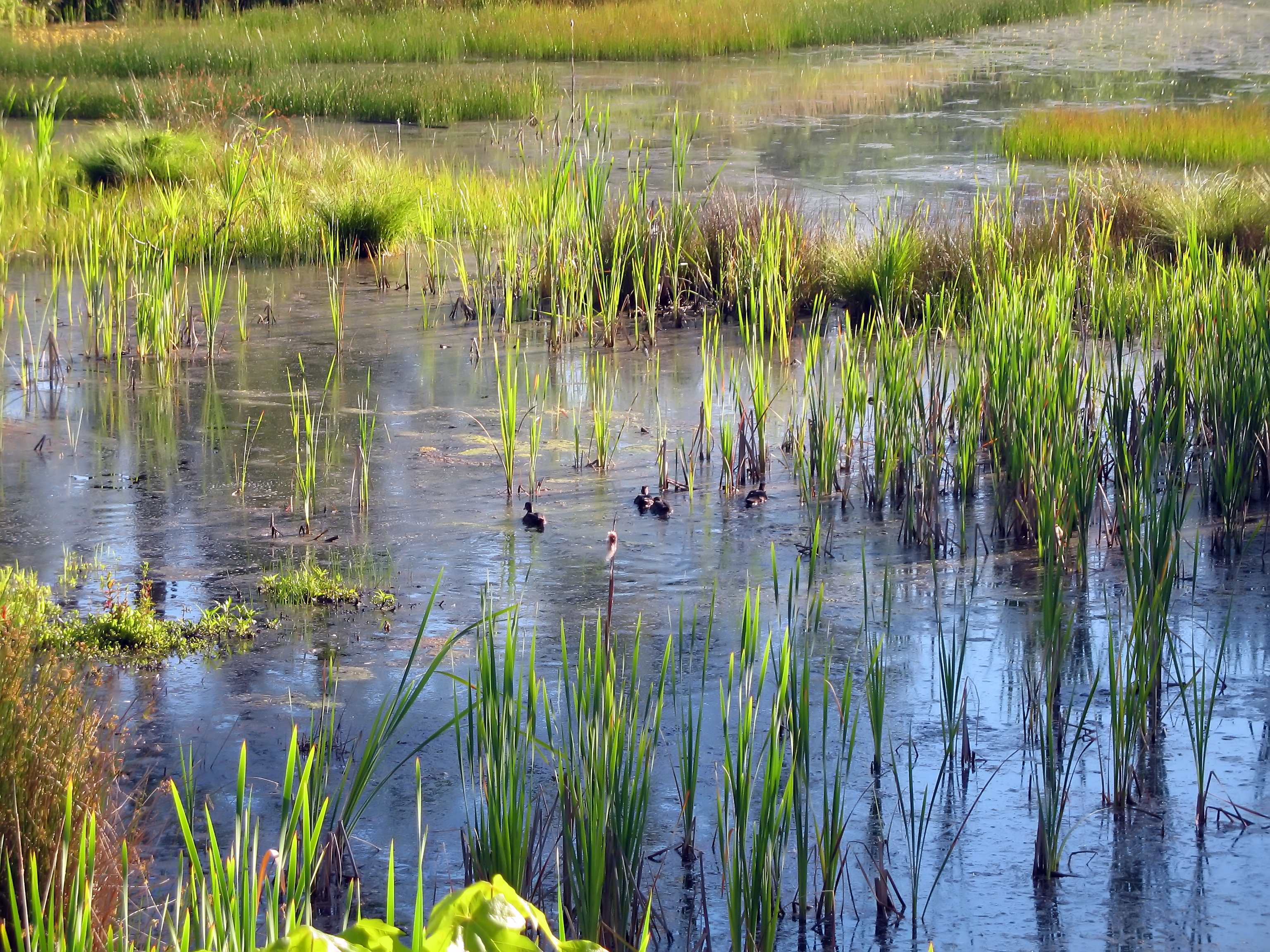 Wetlands 2